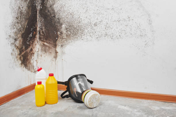 Best Commercial Mold Removal  in Cedar Lake, IN