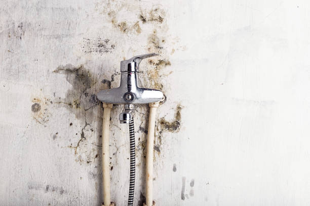 Best Commercial Mold Removal  in Cedar Lake, IN