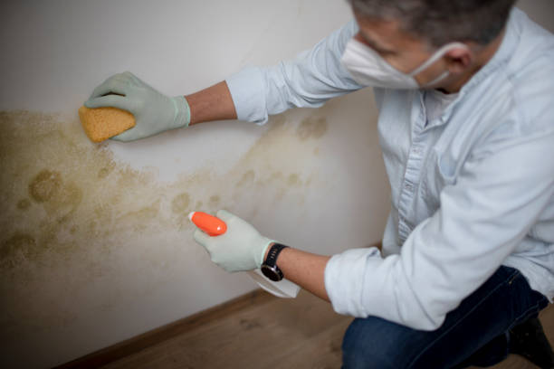 Best Black Mold Removal  in Cedar Lake, IN