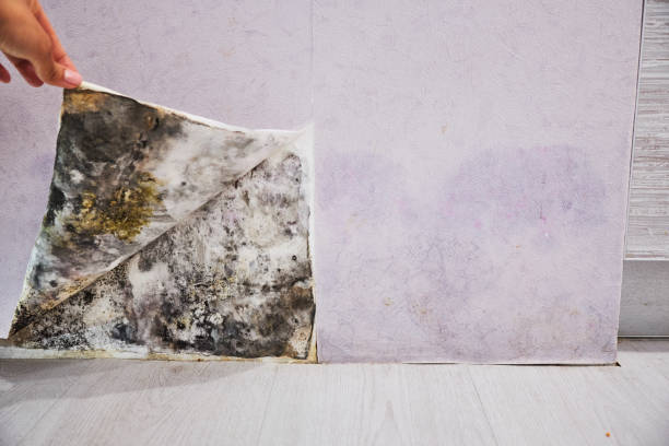 Best Fast Mold Removal  in Cedar Lake, IN